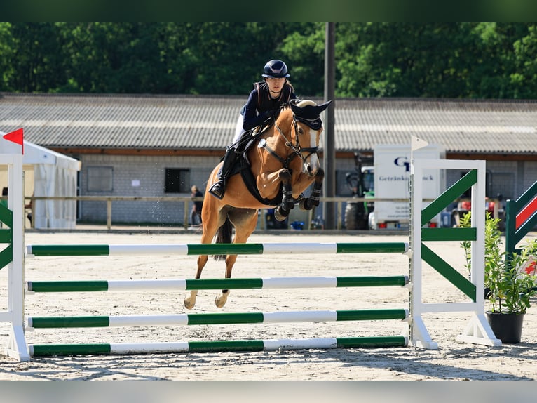 Poney de selle allemand Jument 7 Ans 148 cm Buckskin in Rumohr