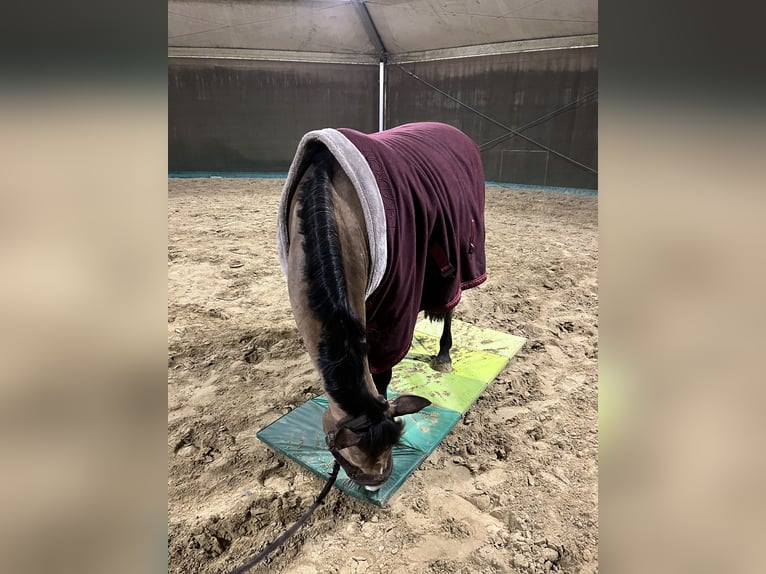 Poney de selle allemand Jument 7 Ans 148 cm Buckskin in Syke