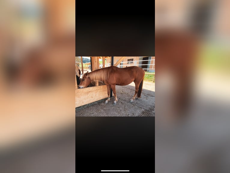Poney de selle allemand Croisé Jument 7 Ans 148 cm  in Ursenbach