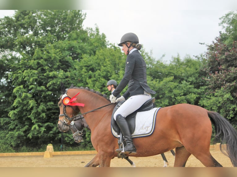 Poney de selle allemand Jument 7 Ans 148 cm Isabelle in Langlingen