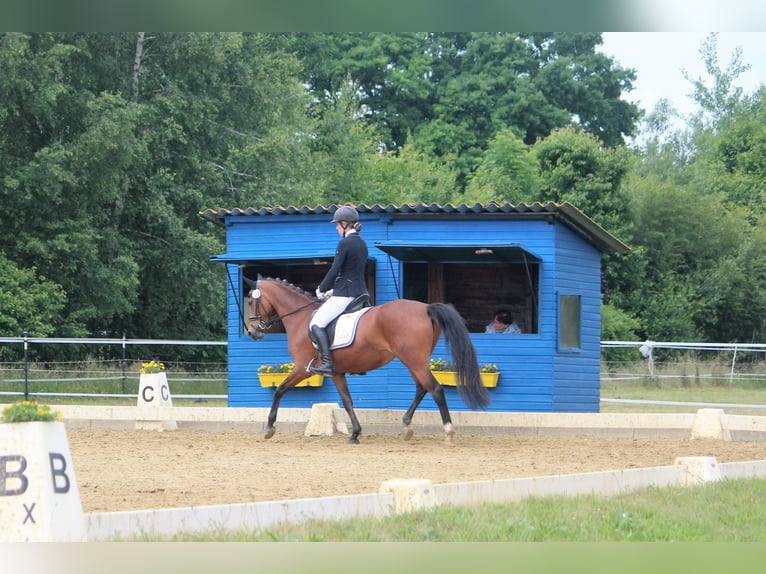 Poney de selle allemand Jument 7 Ans 148 cm Isabelle in Langlingen