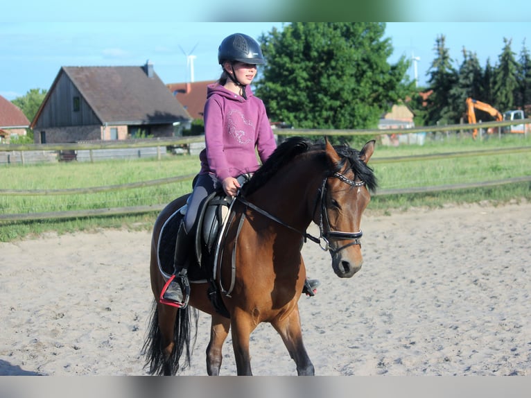 Poney de selle allemand Jument 7 Ans 148 cm Isabelle in Langlingen