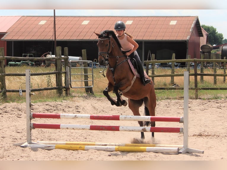 Poney de selle allemand Jument 7 Ans 148 cm Isabelle in Langlingen