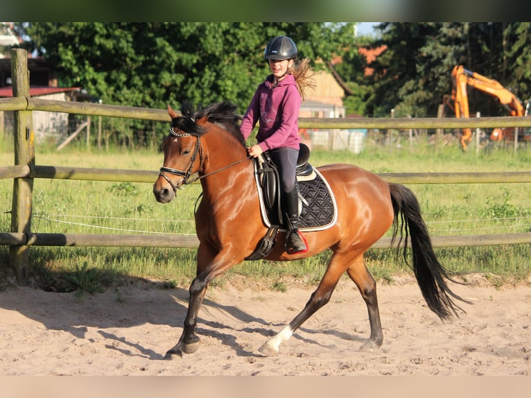 Poney de selle allemand Jument 7 Ans 148 cm Isabelle in Langlingen