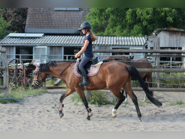 Poney de selle allemand Jument 7 Ans 148 cm Isabelle in Langlingen