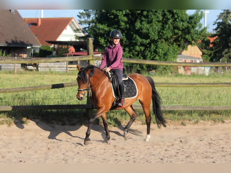 Poney de selle allemand Jument 7 Ans 148 cm Isabelle in Langlingen