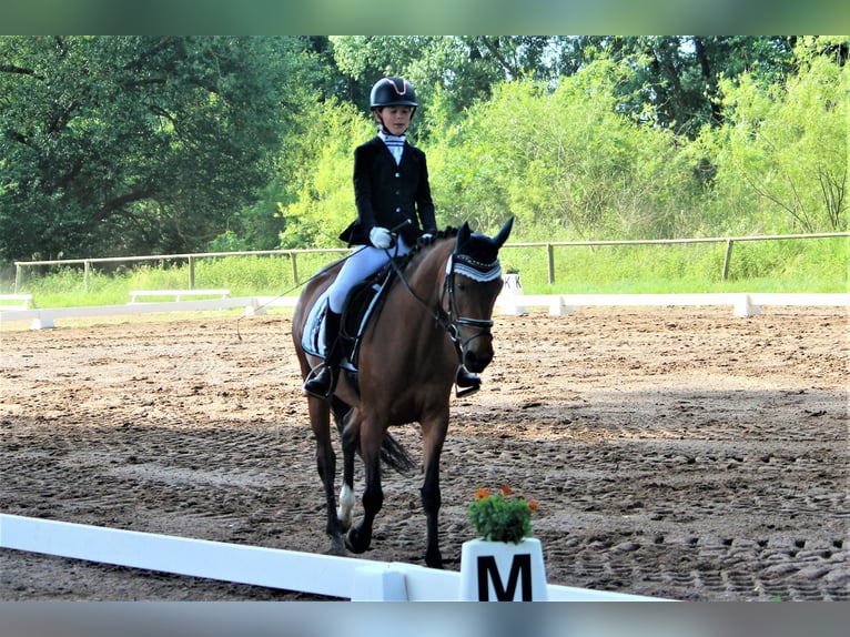 Poney de selle allemand Jument 7 Ans 148 cm Isabelle in Langlingen