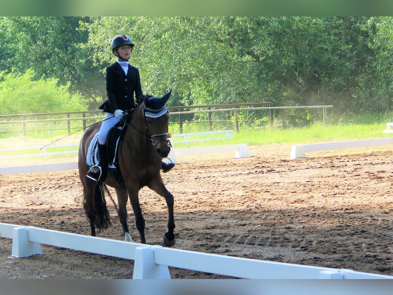 Poney de selle allemand Jument 7 Ans 148 cm Isabelle in Langlingen