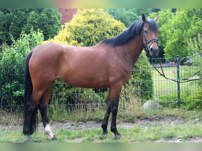 Poney de selle allemand Jument 7 Ans 148 cm Isabelle in Langlingen