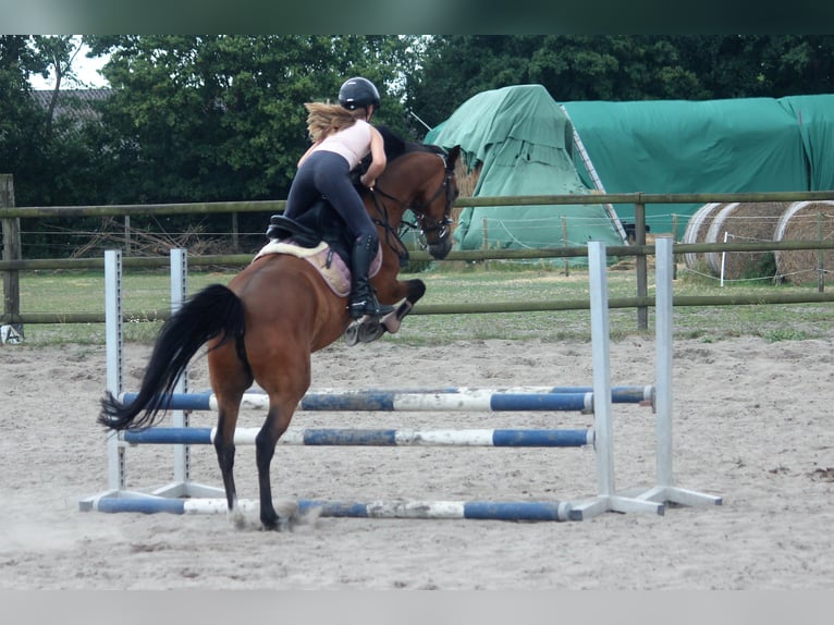 Poney de selle allemand Jument 7 Ans 148 cm Isabelle in Langlingen