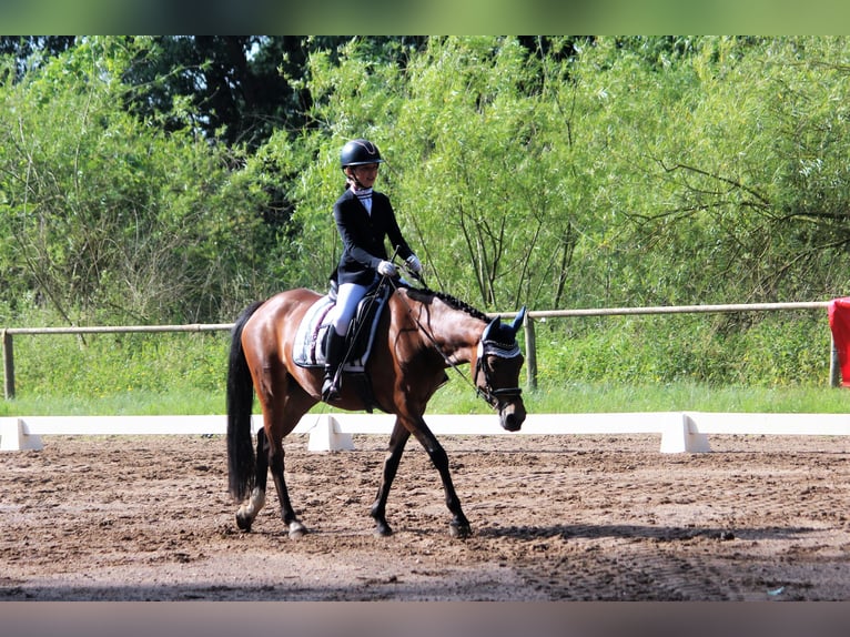 Poney de selle allemand Jument 7 Ans 148 cm Isabelle in Langlingen