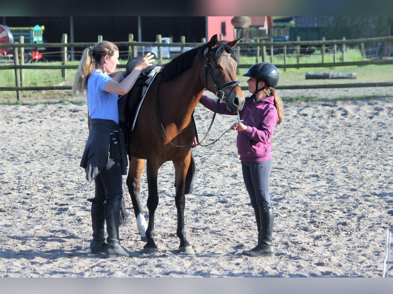 Poney de selle allemand Jument 7 Ans 148 cm Isabelle in Langlingen