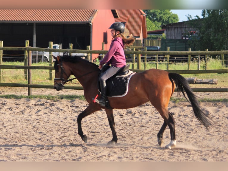 Poney de selle allemand Jument 7 Ans 148 cm Isabelle in Langlingen