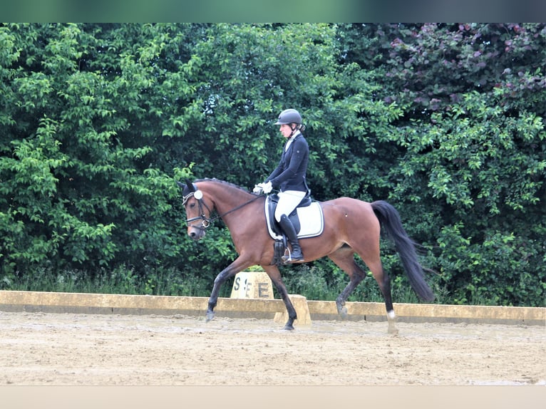 Poney de selle allemand Jument 7 Ans 148 cm Isabelle in Langlingen