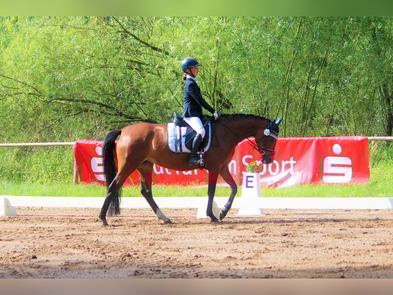 Poney de selle allemand Jument 7 Ans 148 cm Isabelle in Langlingen