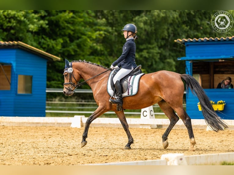 Poney de selle allemand Jument 7 Ans 148 cm Isabelle in Langlingen