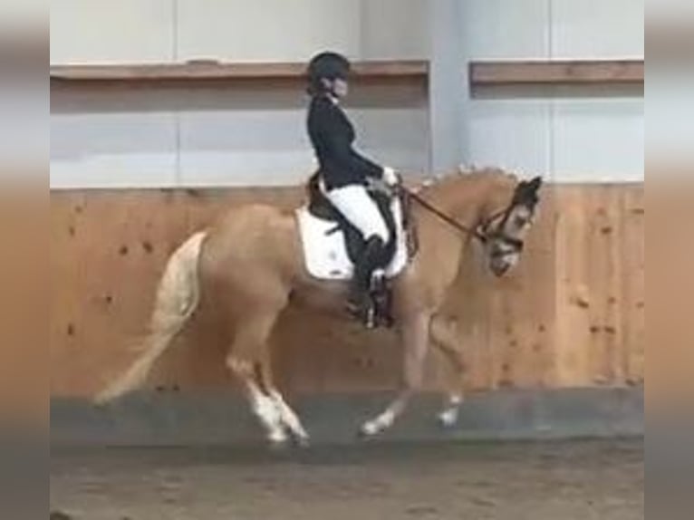 Poney de selle allemand Jument 7 Ans 148 cm Palomino in Stuhr