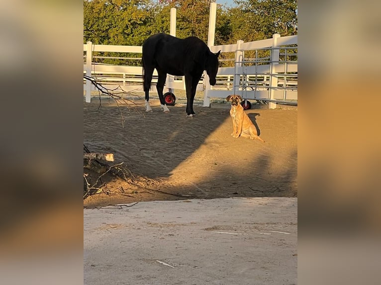 Poney de selle allemand Croisé Jument 7 Ans 149 cm Bai brun foncé in Villingen-Schwenningen