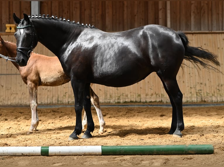 Poney de selle allemand Jument 7 Ans 150 cm Noir in Reichenwalde