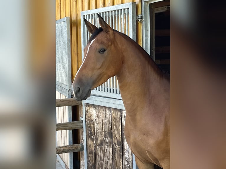 Poney de selle allemand Jument 7 Ans 151 cm Bai in Eslohe