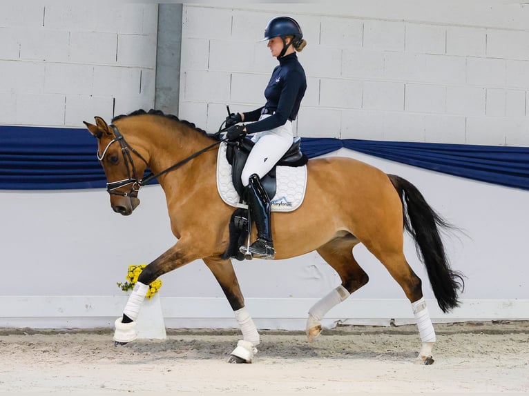 Poney de selle allemand Jument 7 Ans 151 cm Isabelle in Marsberg Poney de selle allemand Jument 7 Ans 151 cm Isabelle in Marsberg