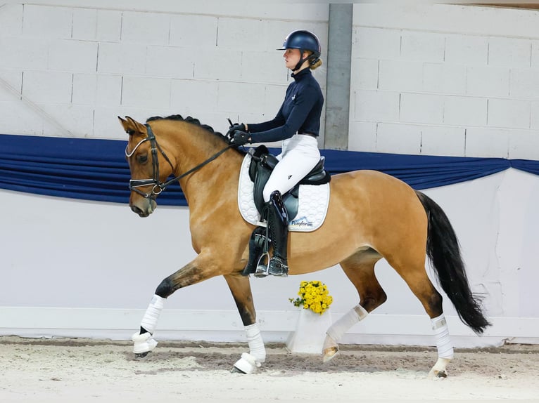 Poney de selle allemand Jument 7 Ans 151 cm Isabelle in Marsberg Poney de selle allemand Jument 7 Ans 151 cm Isabelle in Marsberg