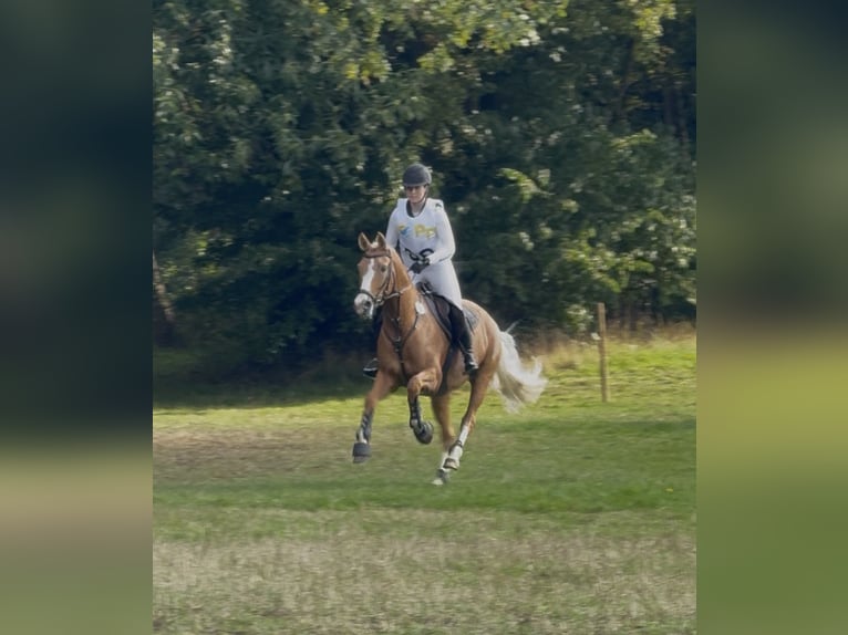 Poney de selle allemand Jument 7 Ans 151 cm Isabelle in Rees