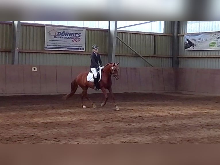 Poney de selle allemand Jument 7 Ans 152 cm Alezan in Springe