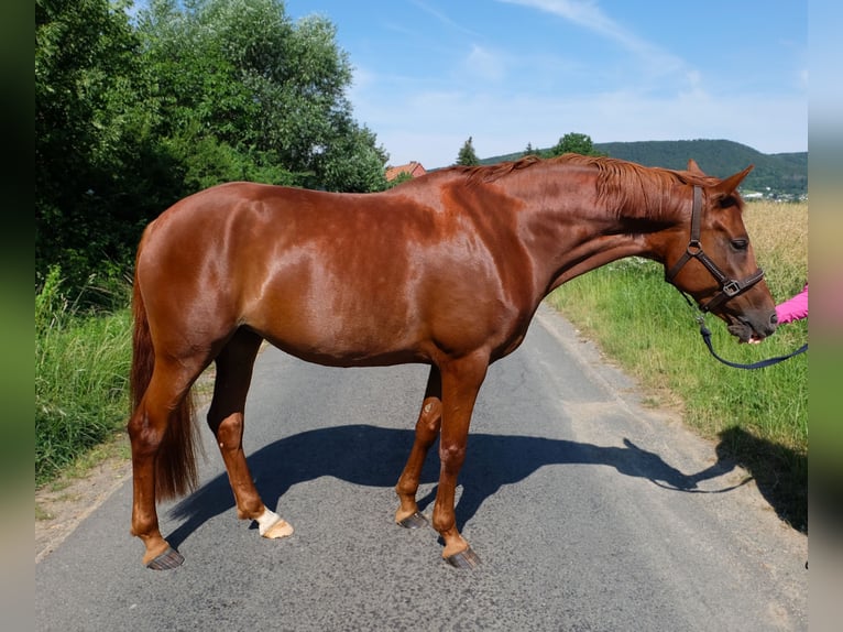 Poney de selle allemand Jument 7 Ans 152 cm Alezan in Springe