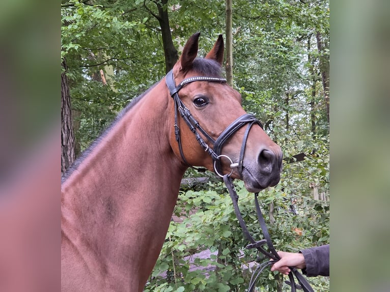Poney de selle allemand Jument 7 Ans 152 cm Bai in Wachtendonk