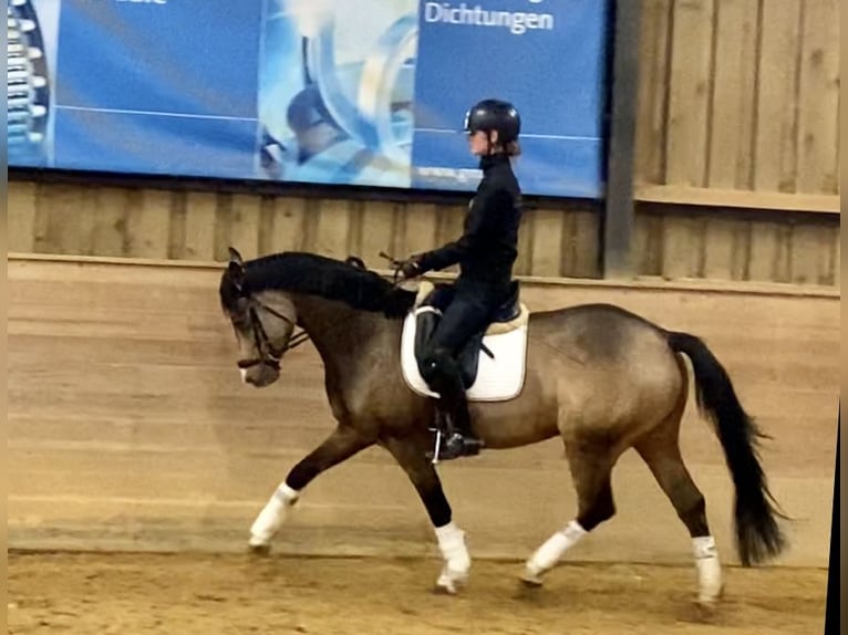 Poney de selle allemand Jument 7 Ans 154 cm Isabelle in Ebermannstadt