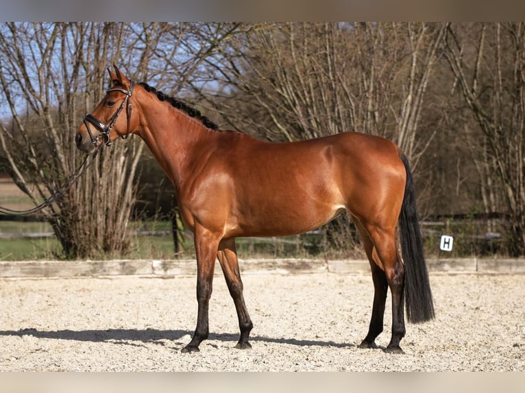 Poney de selle allemand Jument 7 Ans 155 cm Bai clair in Dortmund