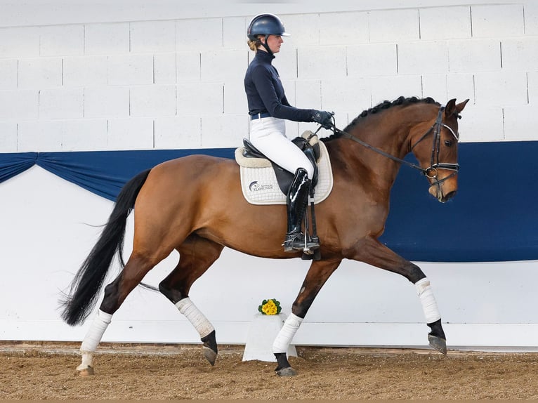 Poney de selle allemand Jument 7 Ans Bai in Marsberg