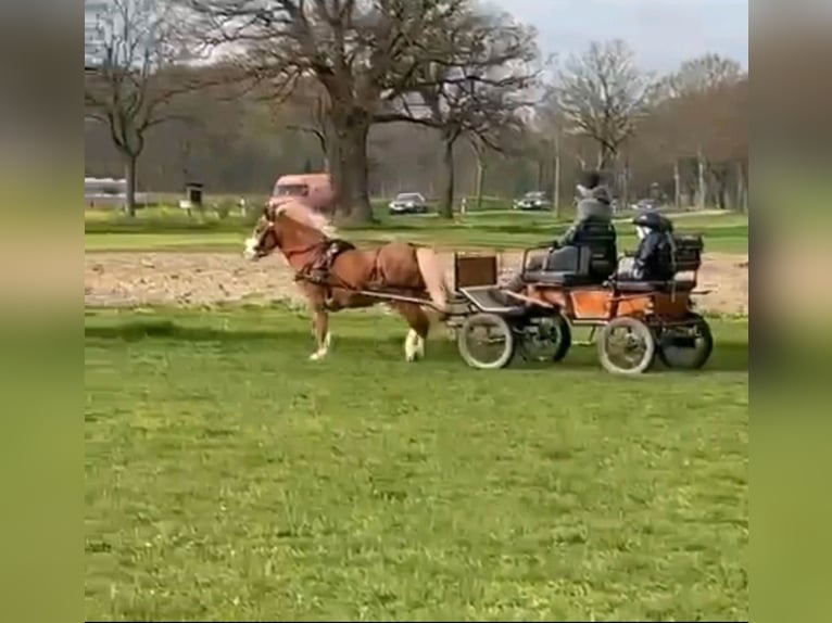 Poney de selle allemand Jument 8 Ans 122 cm Alezan in TelgteTelgte