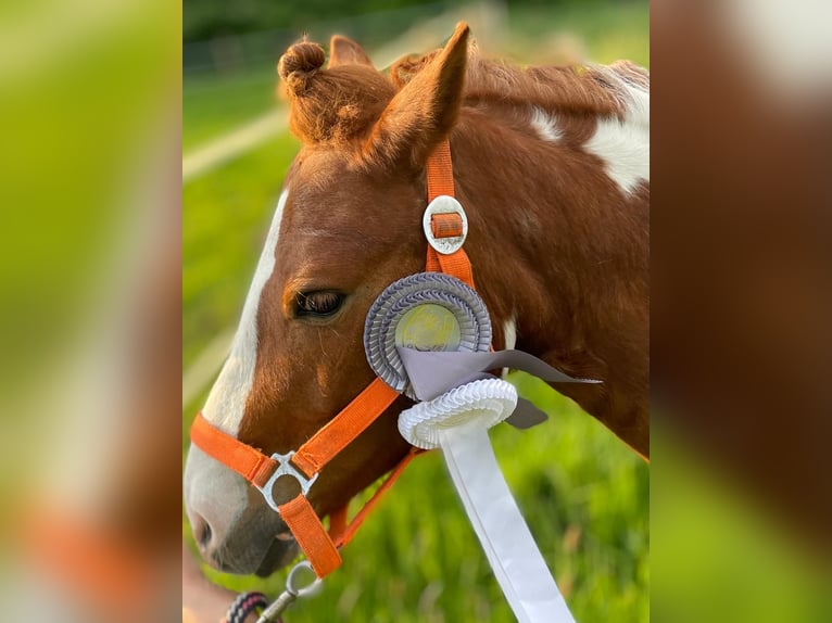 Poney de selle allemand Croisé Jument 8 Ans 125 cm Pinto in Adelheidsdorf