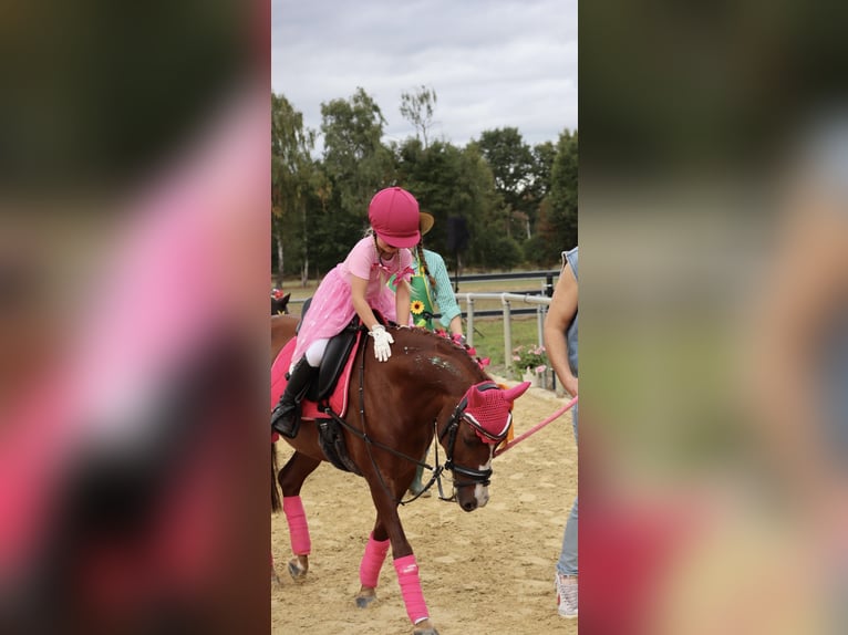Poney de selle allemand Croisé Jument 8 Ans 132 cm Alezan in Gütersloh