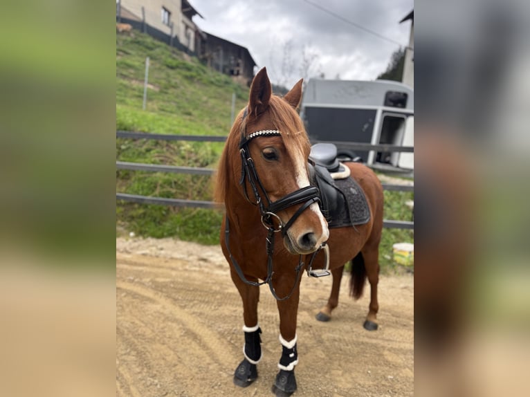 Poney de selle allemand Jument 8 Ans 135 cm Alezan in Preitenegg