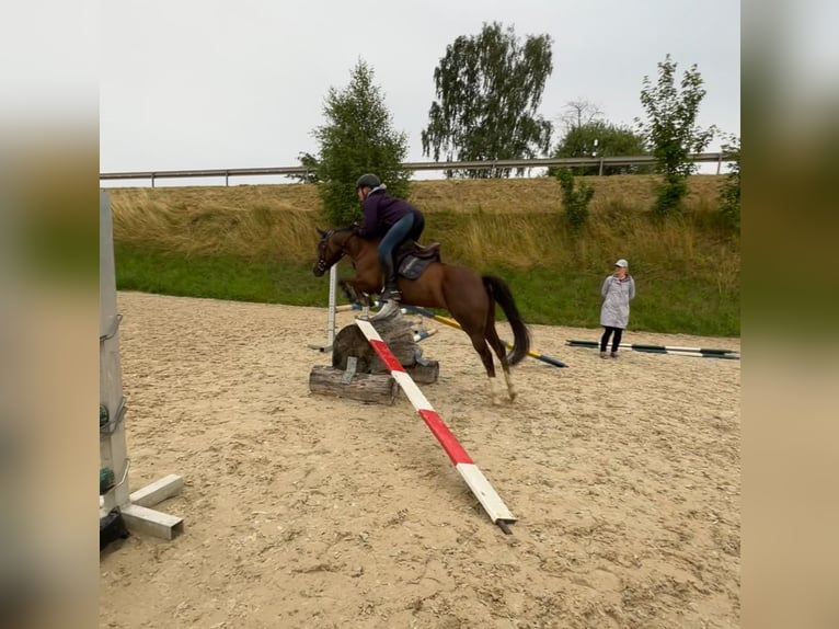 Poney de selle allemand Jument 8 Ans 136 cm Alezan brûlé in Gössitz