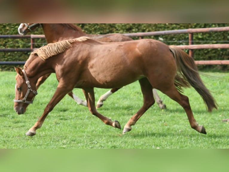 Poney de selle allemand Jument 8 Ans 140 cm Alezan in Herzebrock-Clarholz