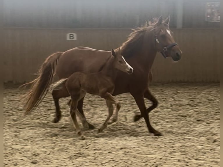 Poney de selle allemand Jument 8 Ans 141 cm Alezan brûlé in Neckargemünd