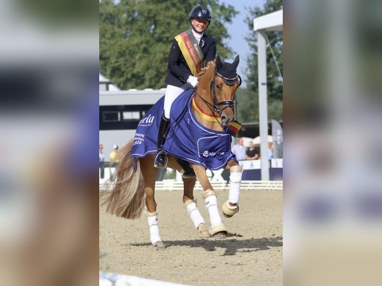 Poney de selle allemand Jument 8 Ans 141 cm Alezan brûlé in Neckargemünd