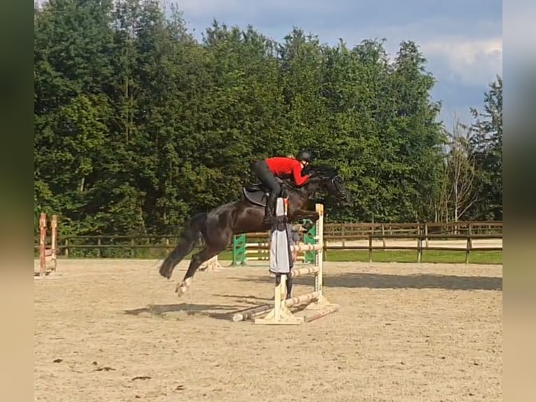 Poney de selle allemand Jument 8 Ans 141 cm Bai brun foncé in Harsewinkel