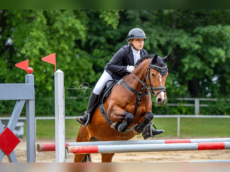 Poney de selle allemand Jument 8 Ans 142 cm Bai in Wismar