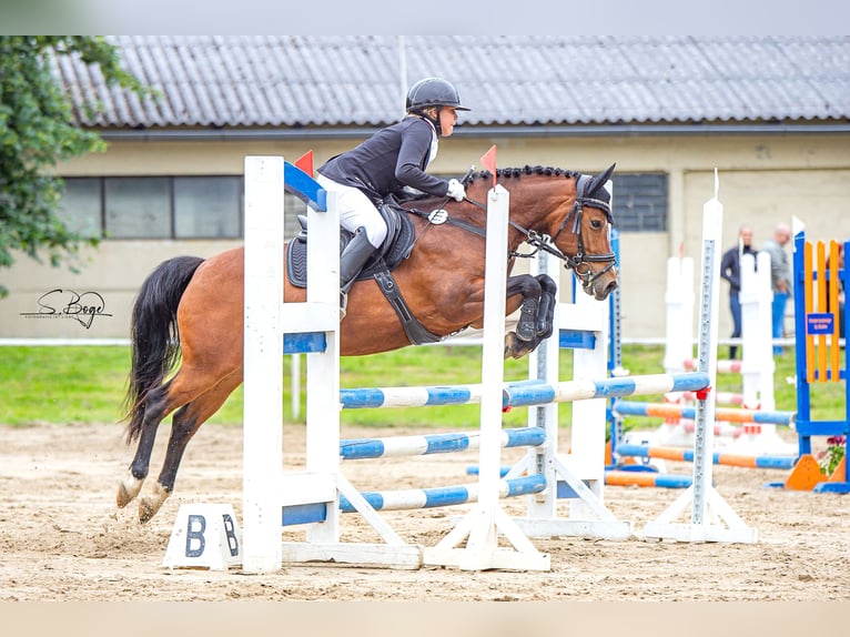 Poney de selle allemand Jument 8 Ans 142 cm Bai in Wismar