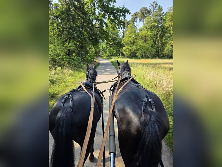 Poney de selle allemand Jument 8 Ans 142 cm Noir in Einhausen