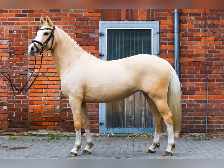 Poney de selle allemand Jument 8 Ans 142 cm Palomino in Dannenberg (Elbe)