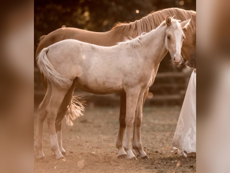 Poney de selle allemand Jument 8 Ans 144 cm Alezan dun in Ankum