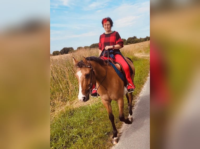 Poney de selle allemand Jument 8 Ans 144 cm Isabelle in Billerbeck Poney de selle allemand Jument 8 Ans 144 cm Isabelle in Billerbeck