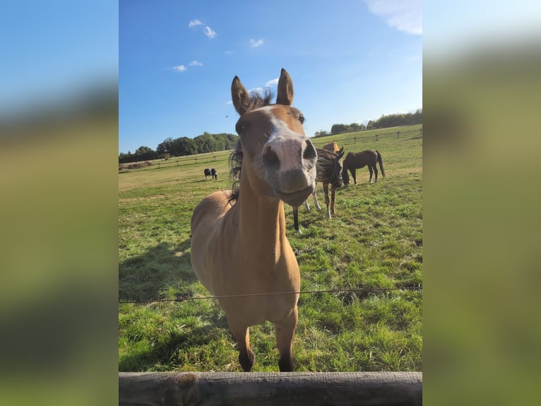 Poney de selle allemand Jument 8 Ans 144 cm Isabelle in Billerbeck Poney de selle allemand Jument 8 Ans 144 cm Isabelle in Billerbeck