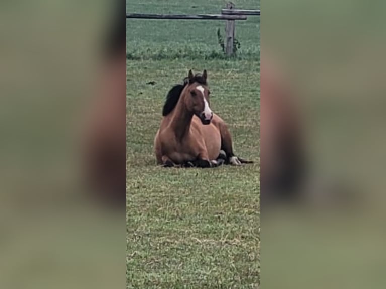 Poney de selle allemand Jument 8 Ans 144 cm Isabelle in Billerbeck Poney de selle allemand Jument 8 Ans 144 cm Isabelle in Billerbeck